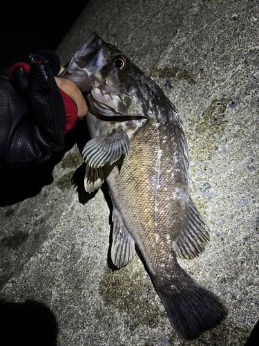 クロソイの釣果