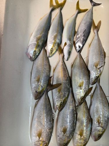 ショゴの釣果