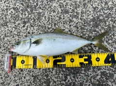 ワカシの釣果
