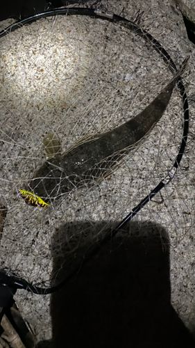 コチの釣果