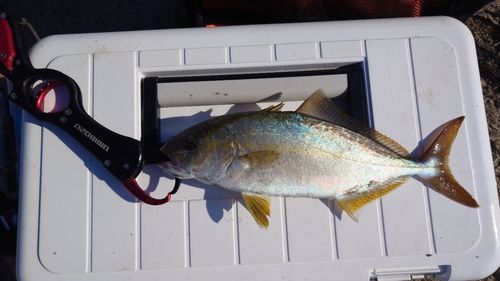 ショゴの釣果