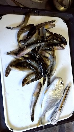 マハゼの釣果