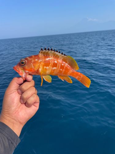 アカハタの釣果