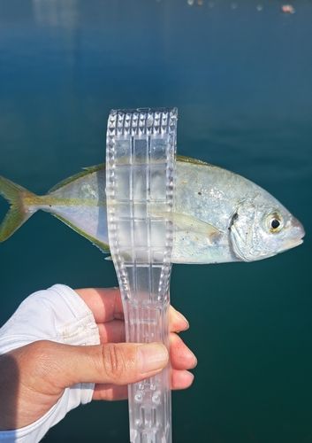 シマアジの釣果