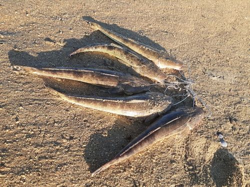 マゴチの釣果