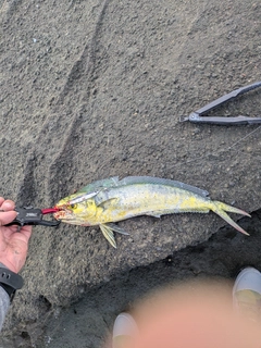 シイラの釣果