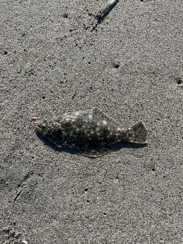 ソゲの釣果