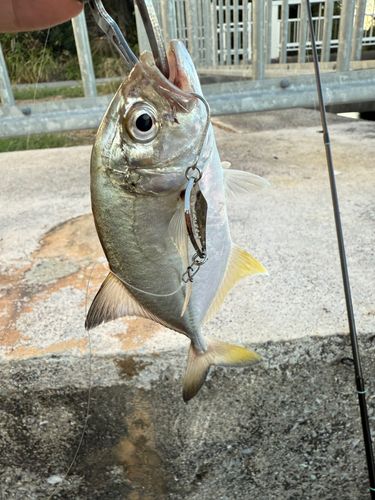 メッキの釣果