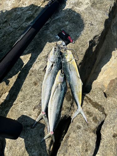 シイラの釣果