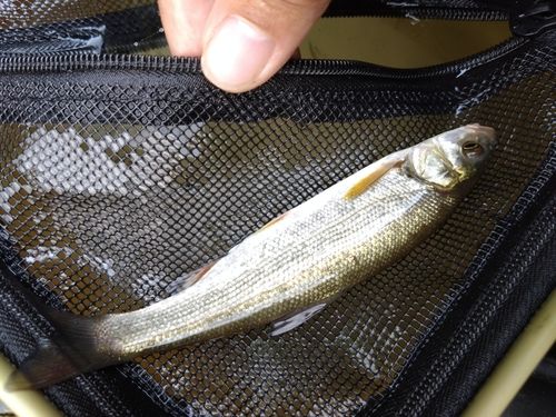 アブラハヤの釣果