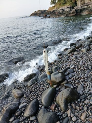 キュウセンの釣果