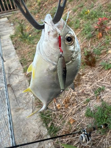 メッキの釣果