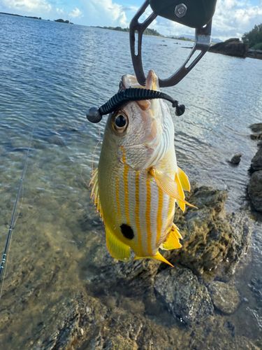 ヤマトビーの釣果
