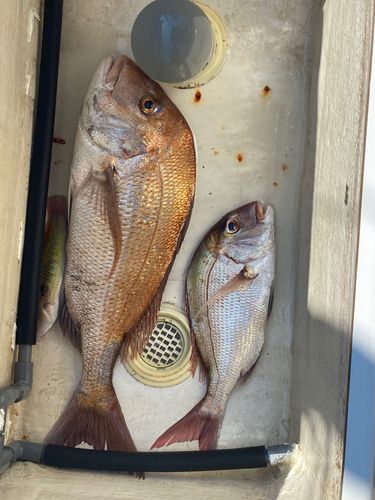 タイの釣果