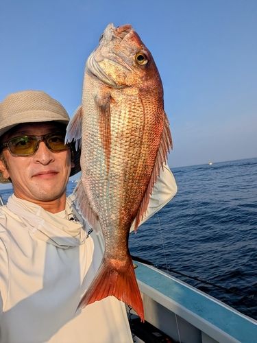 マダイの釣果
