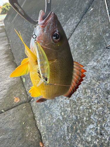 オキフエダイの釣果