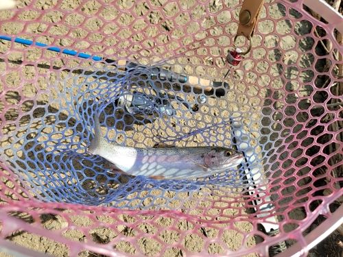 ニジマスの釣果