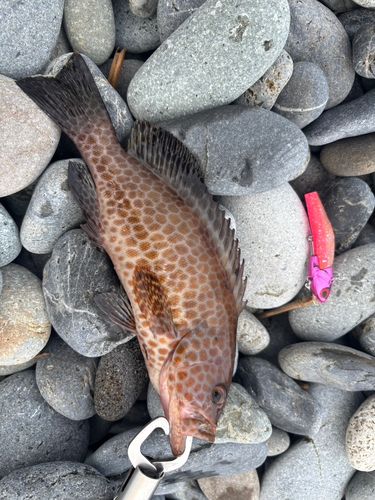 オオモンハタの釣果