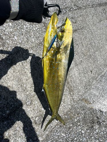 シイラの釣果