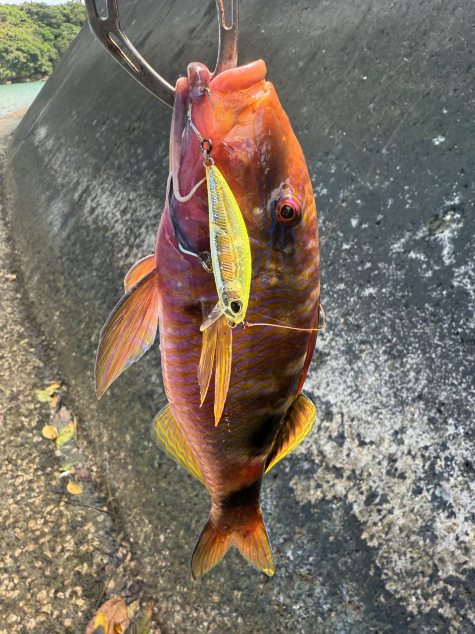 DAIWA - らっちょ ルビアスエアリティ LT3000 1ce57c5a3a288dbfb13ecb9562b432