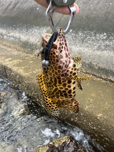 イシミーバイの釣果