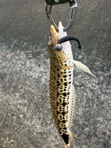 トラギスの釣果