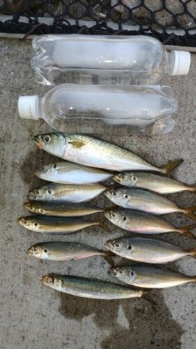 アジの釣果