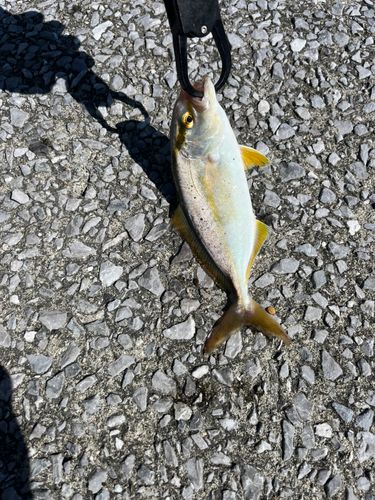 ネリゴの釣果
