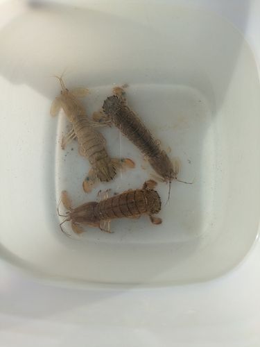 シャコの釣果