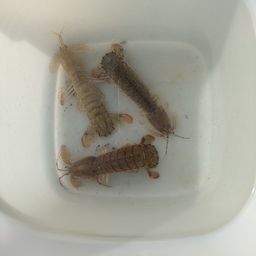シャコ