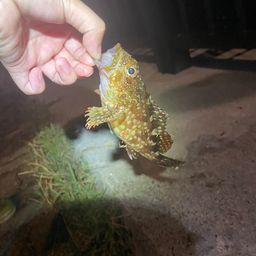 カサゴ