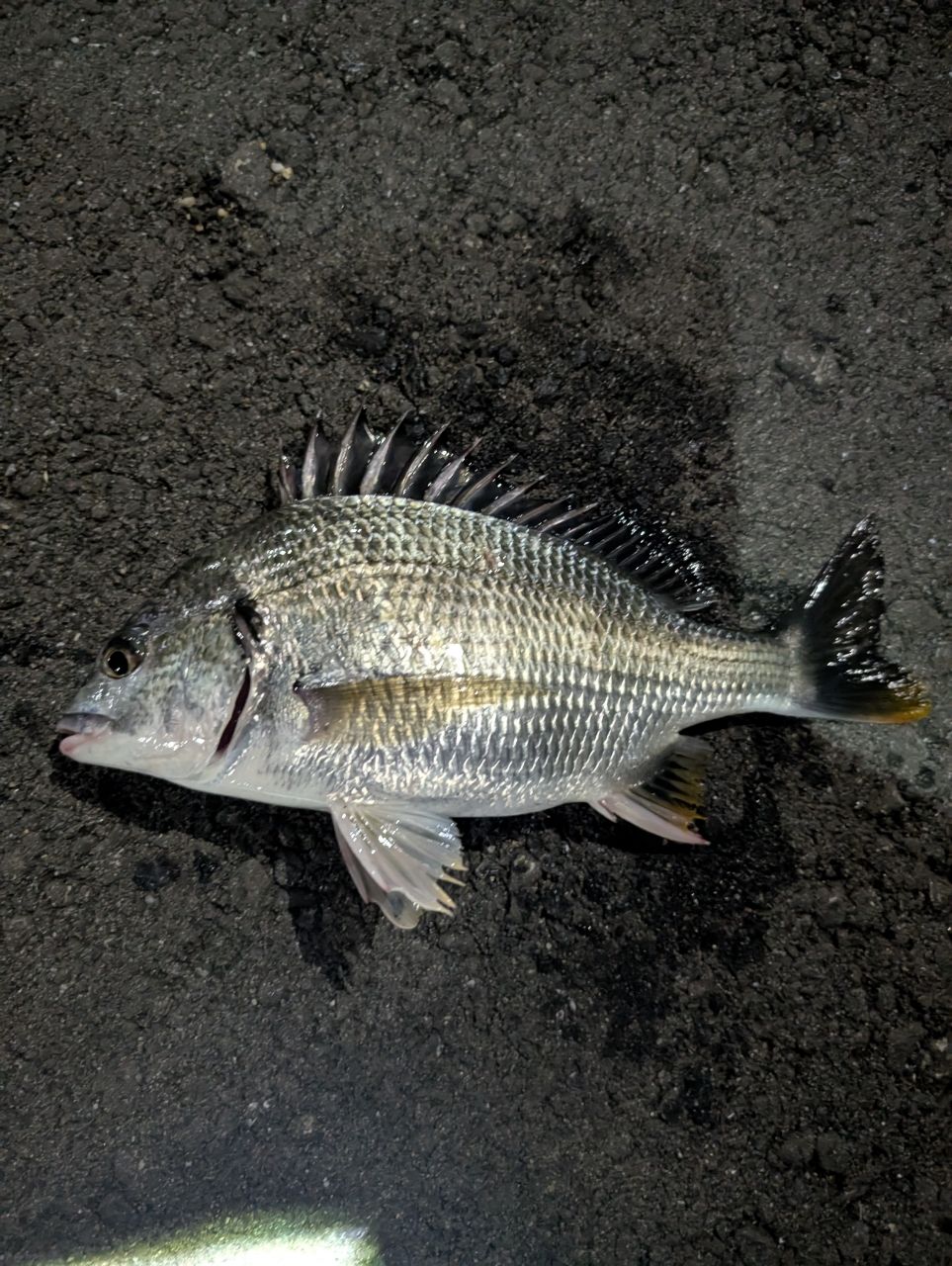 SHIMANO - 【釣坊&#39;s】シマノ　20ソアレ　エクスチューン　S64UL＋S シマノ 20 ソアレ エクスチューン S64UL+-S(Sic) 【大型商品1