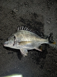 キビレの釣果