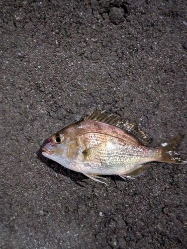 チャリコの釣果