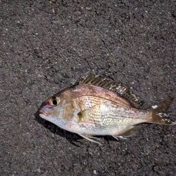 チャリコ