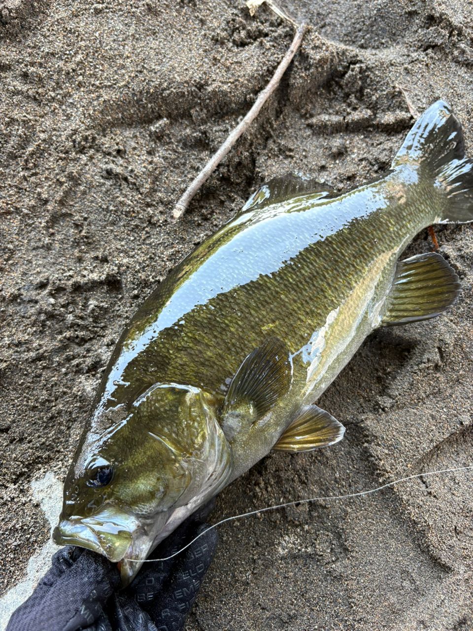 スモールマウスバス