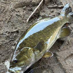 スモールマウスバス