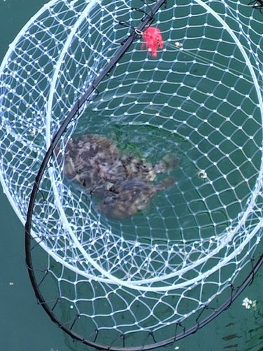 カワハギの釣果