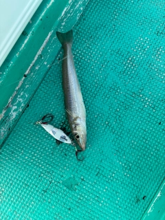 キスの釣果