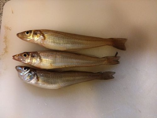 シロギスの釣果