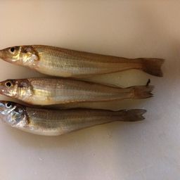 シロギス
