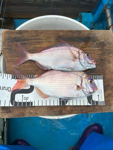 タイの釣果