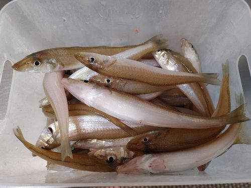 キスの釣果