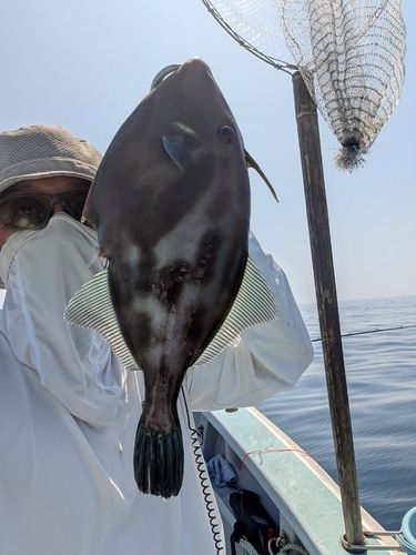ウマヅラハギの釣果