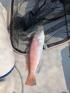 シロアマダイの釣果