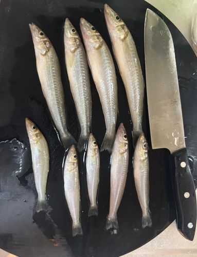 キスの釣果