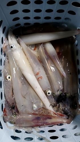 ケンサキイカの釣果