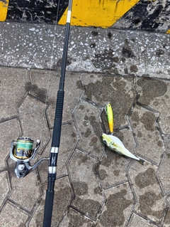 フグの釣果