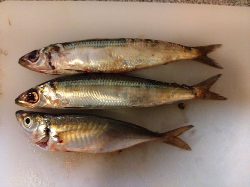 ウルメイワシの釣果