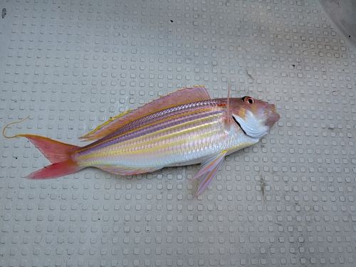 イトヨリダイの釣果